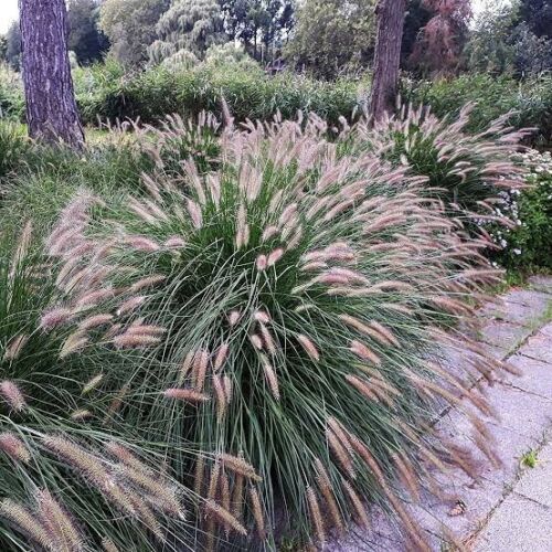 Fountain Grass - Pennisetum Alopecuroides