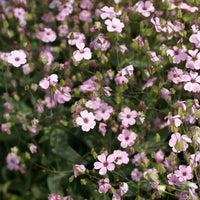 Gypsophila repens rose