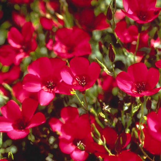 Scarlet Flax Flower