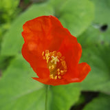 Welsh Poppy 'Frances Perry'
