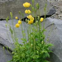 Welsh Poppy