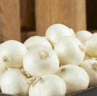 Onion Early White Spanish