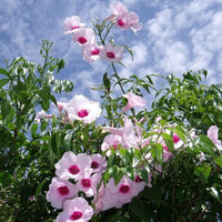 Pandorea jasminoides pink