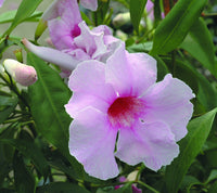 Pandorea jasminoides pink