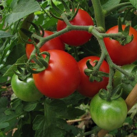 Tomato Siberian