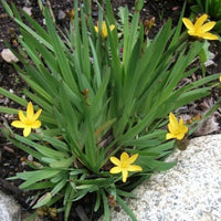 Sisyrinchium californicum 'Yellow stone'