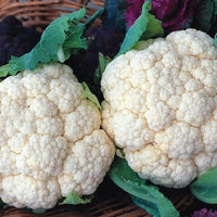 Cauliflower 'Snowball Early'