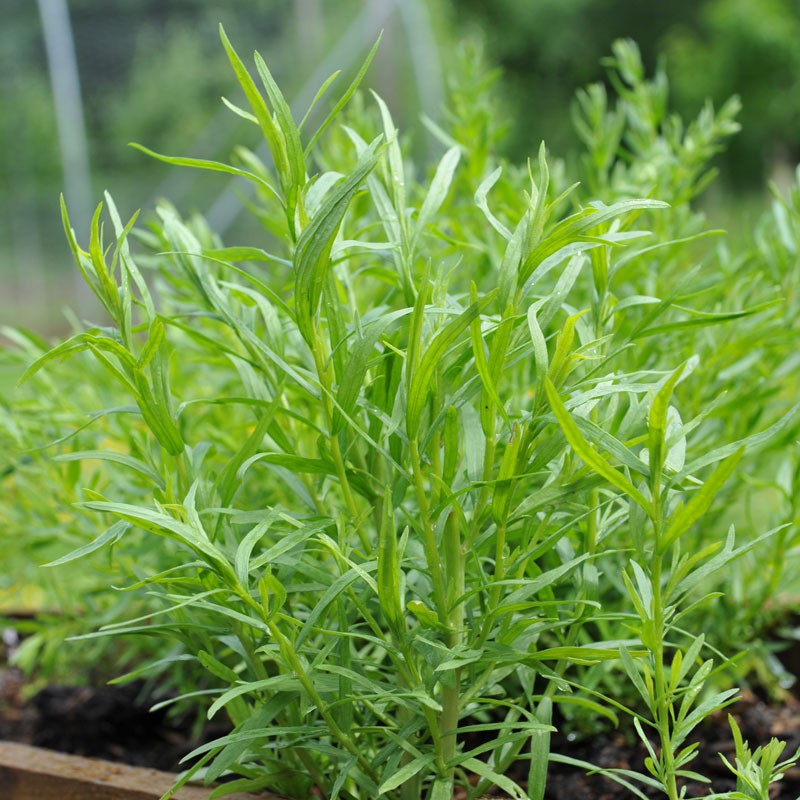 Tarragon 'Russian' – Seed Street Australia