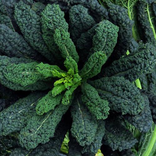 Kale 'Tuscan cavolo nero'