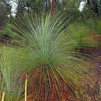 Xanthorrhoea resinosa - Dwarf grass tree